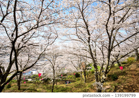 Sakura, Sakura, Sakura Sakura, Sakura, Sakura 139199799