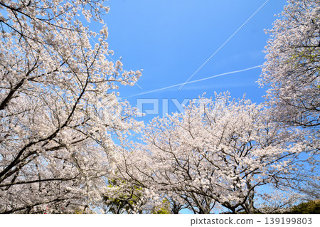 Sakura, Sakura, Sakura 139199803