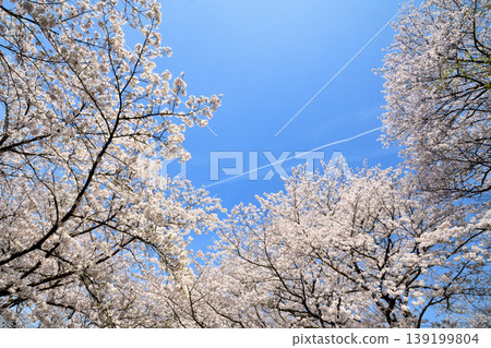 Sakura, Sakura, Sakura Sakura, Sakura, Sakura 139199804