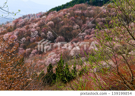 A view of the mountain cherry tree A view of the mountain cherry tree 139199854