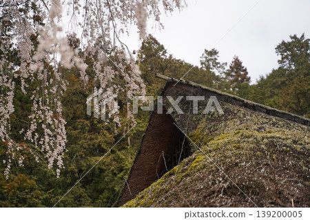 在駒神社,駒家故居駒神社內的垂枝櫻花樹。 在駒神社,駒家故居駒神社內的垂枝櫻花樹。 139200005