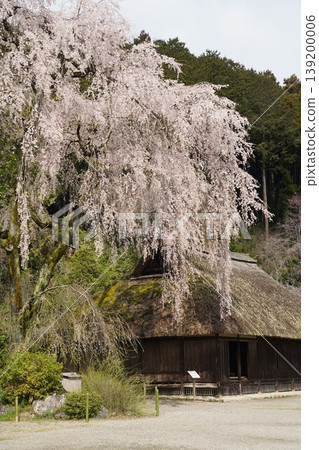 在駒神社,駒家故居駒神社內的垂枝櫻花樹。 在駒神社,駒家故居駒神社內的垂枝櫻花樹。 139200006