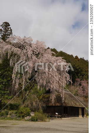 在駒神社,駒家故居駒神社內的垂枝櫻花樹。 在駒神社,駒家故居駒神社內的垂枝櫻花樹。 139200007