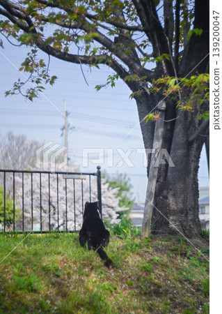 貓盯著櫻花 貓盯著櫻花 139200047