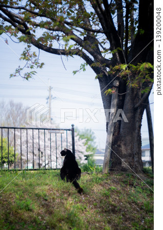 cat staring at cherry blossoms cat staring at cherry blossoms 139200048