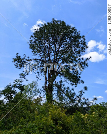 large tree large tree 139200097