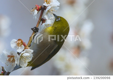 White-eye that sucks the nectar of plum blossoms White-eye that sucks the nectar of plum blossoms 139200098
