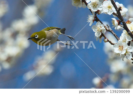 A Japanese white-eye searching for plum nectar A Japanese white-eye searching for plum nectar 139200099