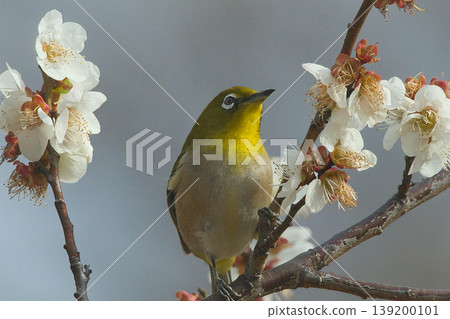 Mejiro吮吸梅花的蜂蜜 139200101