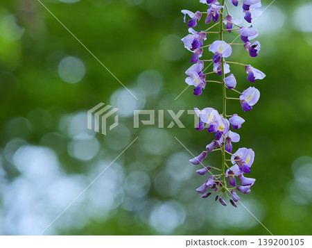 一朵紫藤花 一朵紫藤花 139200105
