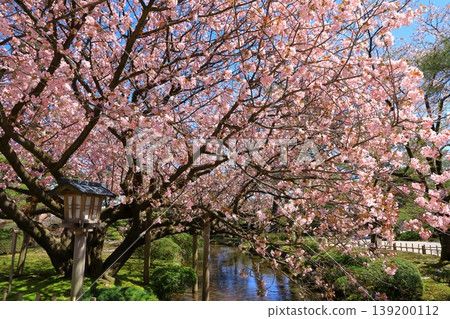 Cherry blossoms at Kanazawa Kenrokuen Cherry blossoms at Kanazawa Kenrokuen 139200112