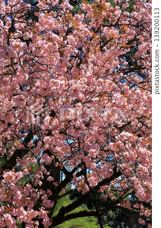 Kanazawa Kenrokuen的櫻花 139200113