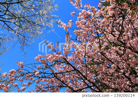 Kanazawa Kenrokuen的櫻花 Kanazawa Kenrokuen的櫻花 139200114