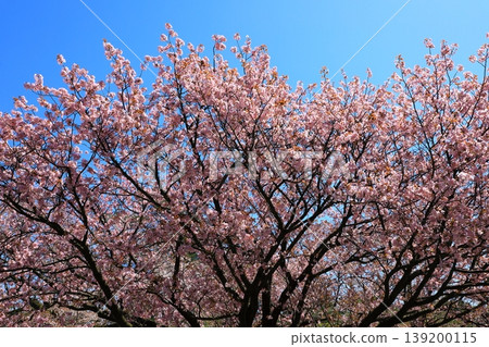 Cherry blossoms at Kanazawa Kenrokuen 139200115