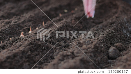 Close up puts the seeds in the ground in the backyard of the house. The woman plants flowers in the garden. Close up puts the seeds in the ground in the backyard of the house. The woman plants flowers in the garden. 139200137