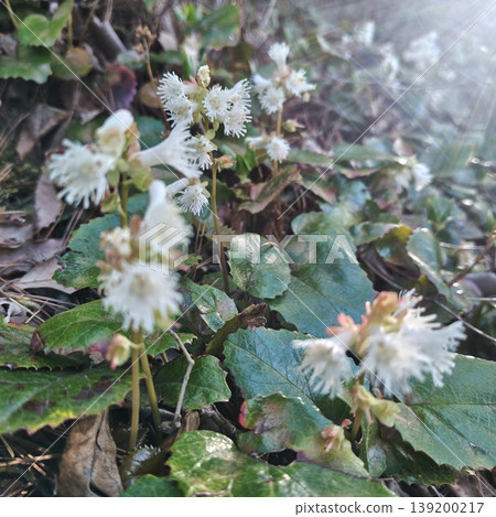 Kaiwakagami (a type of wild flower) 139200217