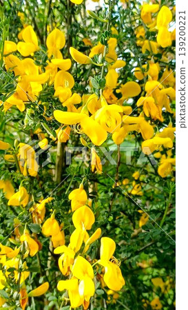 春天的花朵:金雀花(Cytisus scoparius),它開著鮮豔的黃色花朵。 春天的花朵:金雀花(Cytisus scoparius),它開著鮮豔的黃色花朵。 139200221