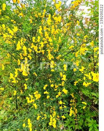 Spring flowers: Broom (Cytisus scoparius) with its vibrant yellow blossoms. Spring flowers: Broom (Cytisus scoparius) with its vibrant yellow blossoms. 139200222