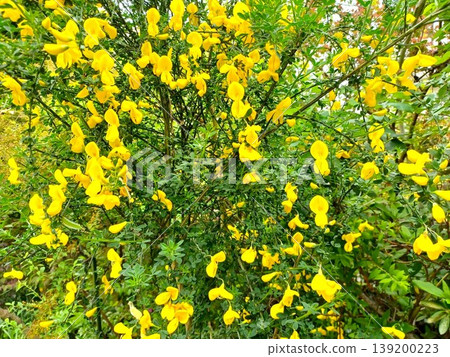 Spring flowers: Broom (Cytisus scoparius) with its vibrant yellow blossoms. Spring flowers: Broom (Cytisus scoparius) with its vibrant yellow blossoms. 139200223