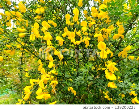 Spring flowers: Broom (Cytisus scoparius) with its vibrant yellow blossoms. Spring flowers: Broom (Cytisus scoparius) with its vibrant yellow blossoms. 139200225