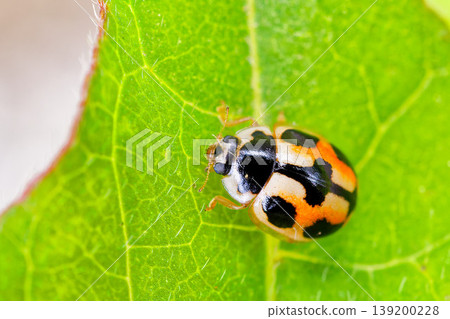 Ladybug (Ladybug japonica), tortoise shell type Ladybug (Ladybug japonica), tortoise shell type 139200228