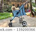 Adorable Pomeranian relaxing in a pet stroller on a park pathway with vintage architecture behind. Lifestyle image highlighting modern pet travel, comfort gear, outdoor leisure, and joyful companion 139200366