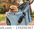 Adorable Pomeranian relaxing in a pet stroller on a park pathway with vintage architecture behind. Lifestyle image highlighting modern pet travel, comfort gear, outdoor leisure, and joyful companion 139200367