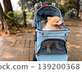 Adorable Pomeranian relaxing in a pet stroller on a park pathway with vintage architecture behind. Lifestyle image highlighting modern pet travel, comfort gear, outdoor leisure, and joyful companion 139200368