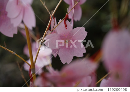 Limited-time cherry blossom fortune slips at Koma Shrine Limited-time cherry blossom fortune slips at Koma Shrine 139200498