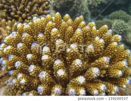 Close-up of Acropora coral during a dive on a reef with natural sunlight. Underwater world detail background. Coral underwater in the ocean. 139200537
