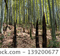 Bamboo shoot 139200677