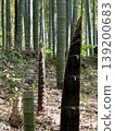 Bamboo shoot 139200683