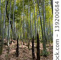 Bamboo shoot 139200684