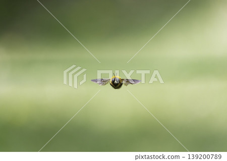 A bumblebee hovering amidst the fresh green foliage. A bumblebee hovering amidst the fresh green foliage. 139200789