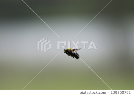 A bumblebee hovering amidst the fresh green foliage. A bumblebee hovering amidst the fresh green foliage. 139200791