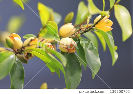 Cream-colored flowers and buds of the Chinese Michelia (Magnolia figo). Cream-colored flowers and buds of the Chinese Michelia (Magnolia figo). 139200793