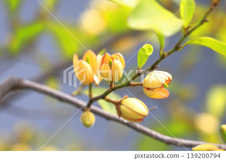 Cream-colored flowers and buds of the Chinese Michelia (Magnolia figo). Cream-colored flowers and buds of the Chinese Michelia (Magnolia figo). 139200794
