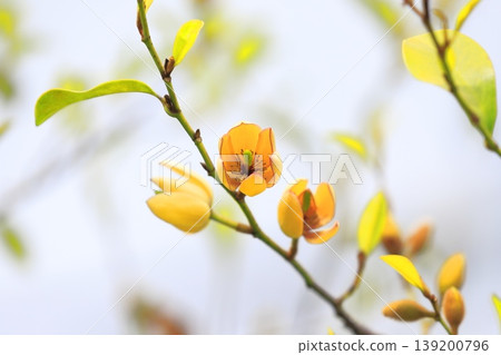 中國含笑(Magnolia figo)的乳白色花朵和花蕾。 中國含笑(Magnolia figo)的乳白色花朵和花蕾。 139200796