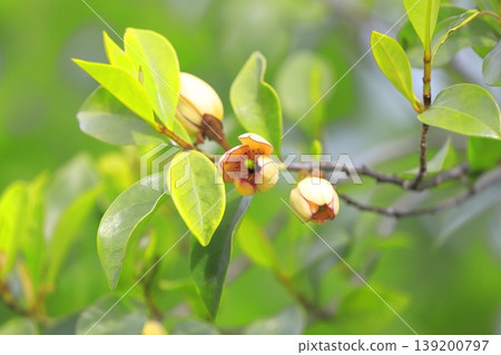 中國含笑(Magnolia figo)的乳白色花朵和花蕾。 中國含笑(Magnolia figo)的乳白色花朵和花蕾。 139200797