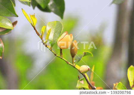中國含笑(Magnolia figo)的乳白色花朵和花蕾。 中國含笑(Magnolia figo)的乳白色花朵和花蕾。 139200798