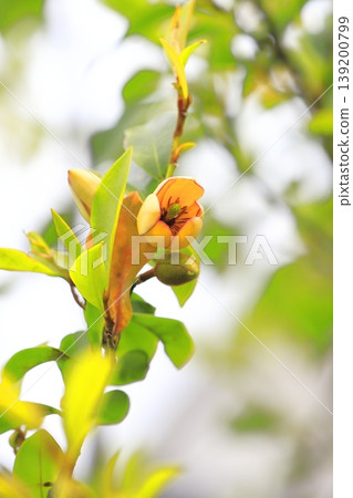 中國含笑(Magnolia figo)的乳白色花朵和花蕾。 中國含笑(Magnolia figo)的乳白色花朵和花蕾。 139200799