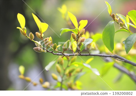 Cream-colored flowers and buds of the Chinese Michelia (Magnolia figo). Cream-colored flowers and buds of the Chinese Michelia (Magnolia figo). 139200802