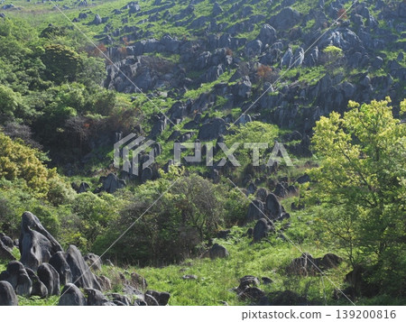 A landscape of a karst plateau enveloped in fresh greenery. A landscape of a karst plateau enveloped in fresh greenery. 139200816