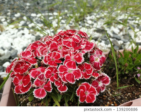 202505 Red Carnation 139200886