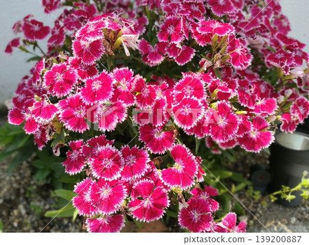 202505 Dark pink carnation 1 139200887