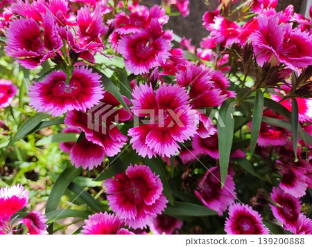 202505 Dark pink carnation 2 139200888