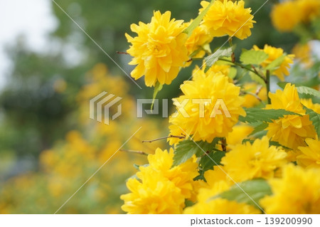 公園花壇裡盛開著重瓣棣棠花 公園花壇裡盛開著重瓣棣棠花 139200990