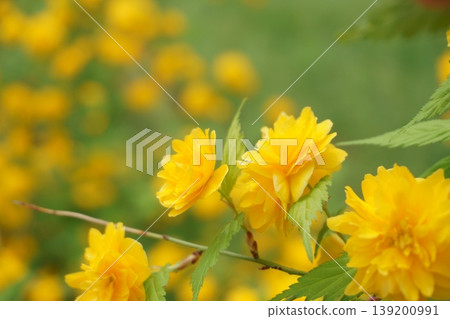 春日黃花:重瓣棣棠盛開。 春日黃花:重瓣棣棠盛開。 139200991
