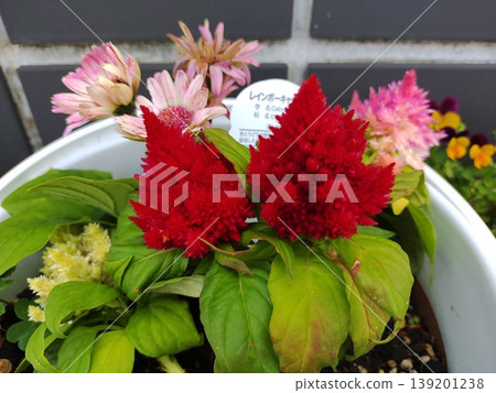 202506 紅色雞冠花 202506 紅色雞冠花 139201238