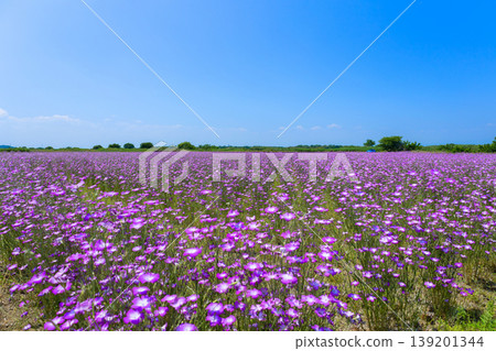 A vast field of poppies stretching as far as the eye can see. 139201344